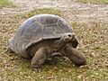 Giantturtle MiamiMetroZoo