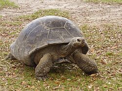 Giantturtle MiamiMetroZoo