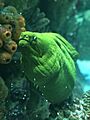 Green Moray Eel at the New England Aquarium