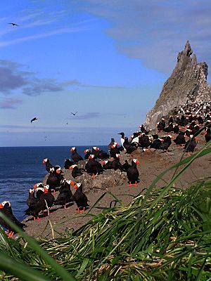 Group of Tufted Puffins (and a couple of Murres) on Bogoslof Island by Judy Alderson USFWS