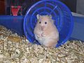 Hamster standing in exercise wheel