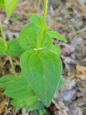 Houstonia purpurea leaf