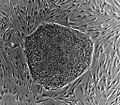 Human embryonic stem cell colony phase