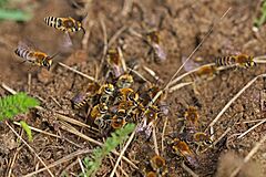 Ivy bees (Colletes hederae) males, mating cluster