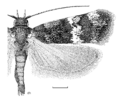 LEPI Oecophoridae Hierodoris polita
