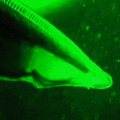 Live lancelet (B. floridae) under a fluorescent microscope.