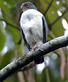Leucopternis semiplumbea -CR LaSelva fRF 01