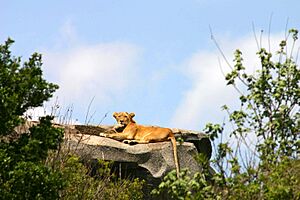 Lioness-in-the-Serengeti