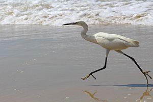Little egret at Varkala beach 11