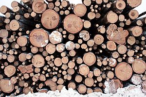 Logging in Finnish Lapland