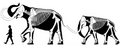 M. primigenius modified