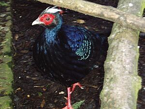 Male edwards' pheasant.JPG