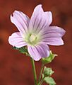 Malva preissiana