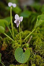 Marsh Violet 218519527972.jpg