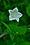 Campanula aparinoides, marsh bellflower, Ellison bluff