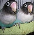 Masked Lovebird (blue mutant)