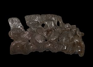 Megalosaurus sacrum (39971421271)