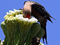 Melanerpes uropygialis-male feeds on Saguaro nectar