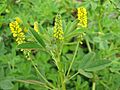 Melilotus indicus (Flower)
