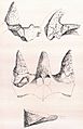 Monoclonius recurvicornis