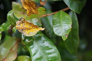 Myrtle rust on lilly pilly leaves
