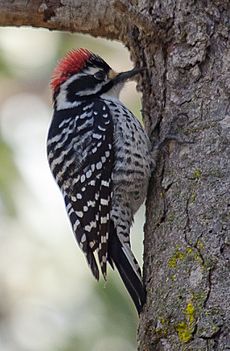 Nuttall's Woodpecker, Picoides nuttallii 13 Feb 2011