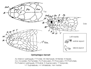 Ophiophagus scalation