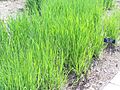 Panicum virgaturn heavy metal switch grass MN 2007