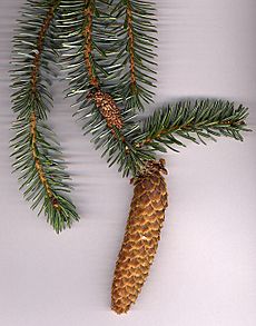 Picea sitchensis1