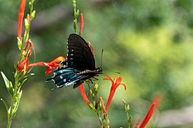 Pipevine Swallowtail San Pedro House & River Sierra Vista AZ 2019-07-25 10-25-48 (48441573357)