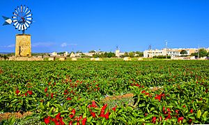 Plantación San Jordi