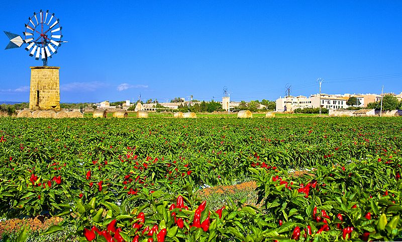 Plantación San Jordi