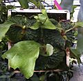 Platycerium madagasariense tropicalferns