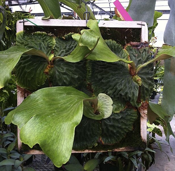Platycerium madagasariense tropicalferns