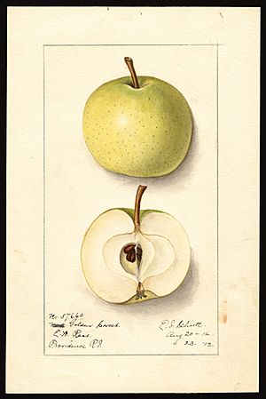 Pomological Watercolor POM00002083.jpg