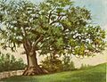 PostcardHartfordCTCharterOak1906