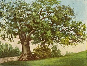 PostcardHartfordCTCharterOak1906