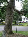 Pow-Wow Oak Unique Limb - Lowell, MA - September 2012