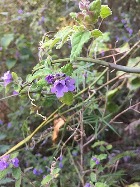 Prostanthera incana