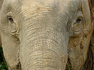Pygmy Elephant (Elephas maximus borneensis) female (8074074101)