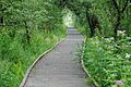 Raised walkway through the Lattersey Reserve, Cambridgeshire - geograph-3078615