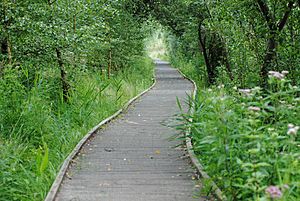 Raised walkway through the Lattersey Reserve, Cambridgeshire - geograph-3078615.jpg