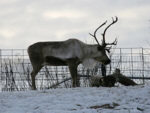 Rangifer tarandus - Syracuse Zoo