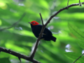 Red-capped-manakin