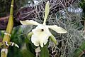 Rhyncholaelia glauca - Internationale Orchideen- und Tillandsienschau Blumengärten Hirschstetten 2016