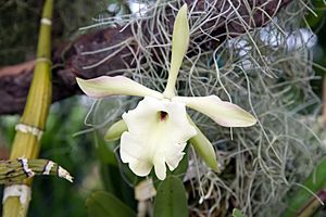 Rhyncholaelia glauca - Internationale Orchideen- und Tillandsienschau Blumengärten Hirschstetten 2016.jpg