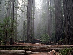 Rockefeller Forest Sequoia sempervirens