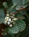 Rubus ellipticus obcordatus 3