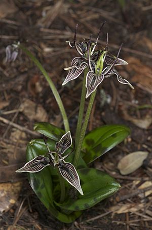 Scoliopus bigelovii.jpg