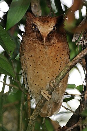 Serendib Scops-owl.jpg